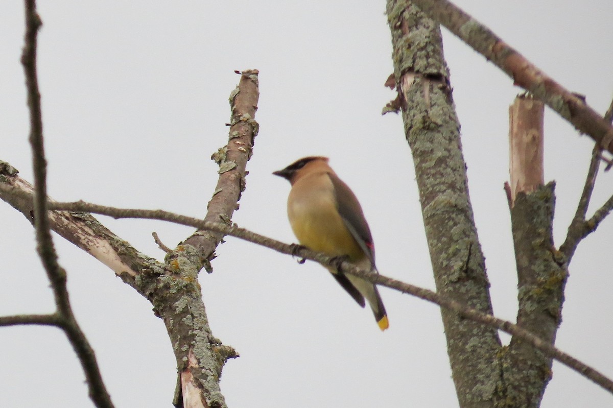 Cedar Waxwing - ML641362322