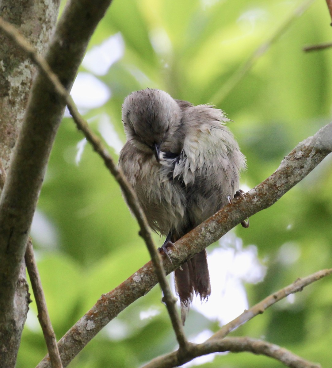 Gray Gerygone - ML641362328
