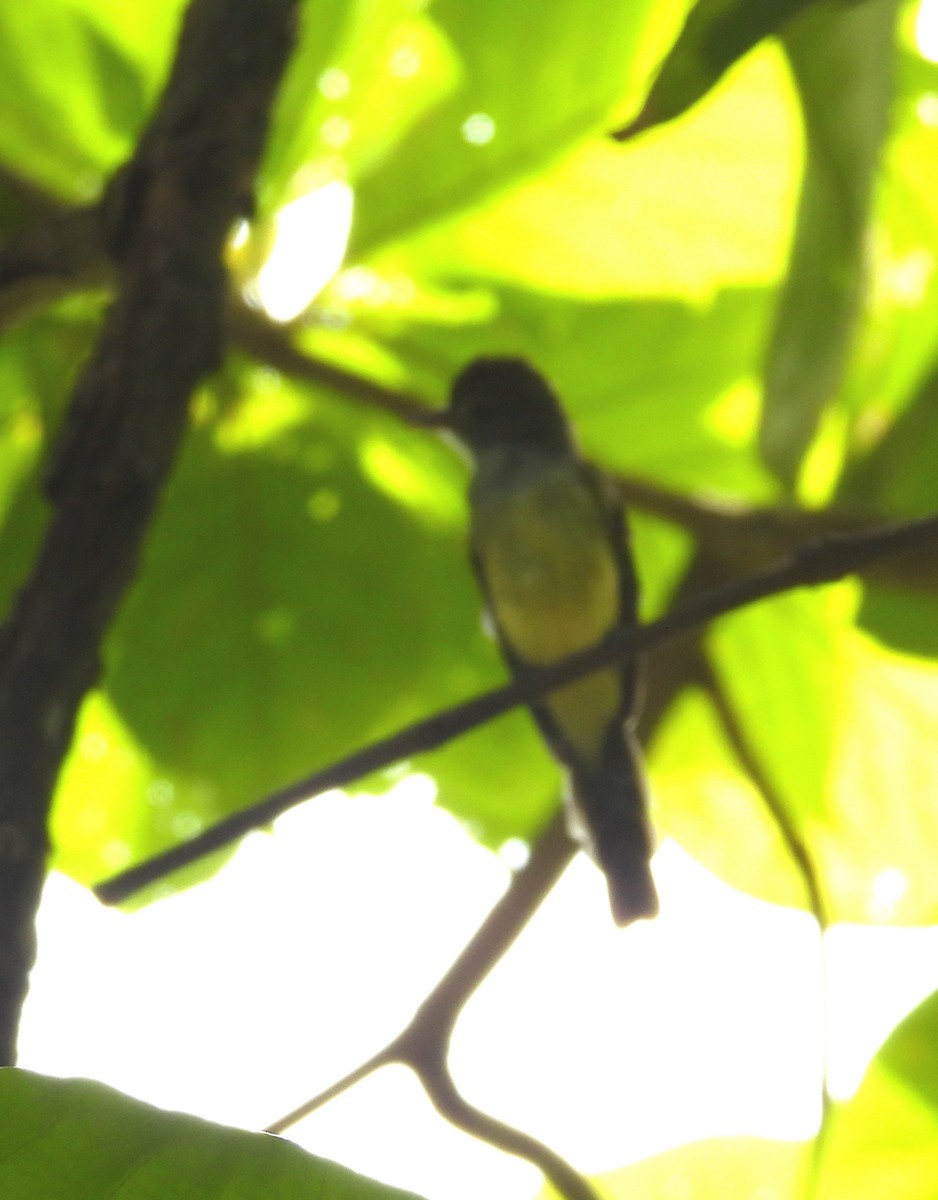 Panama Flycatcher - ML641362361