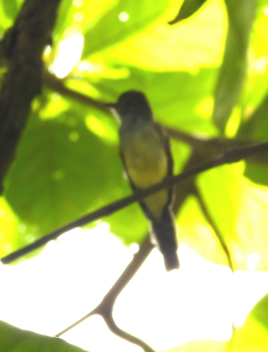 Panama Flycatcher - ML641362362