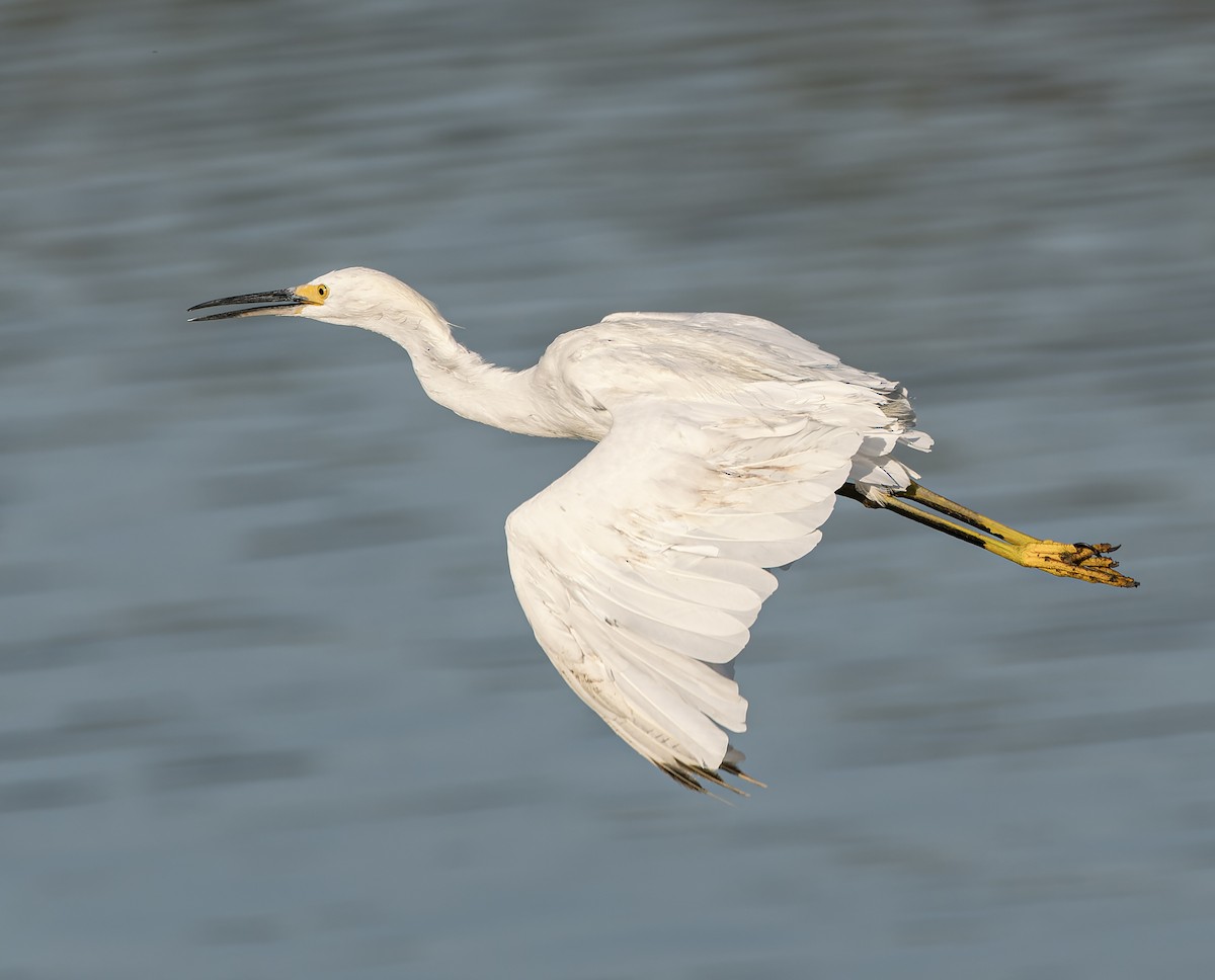 Snowy Egret - ML641362420