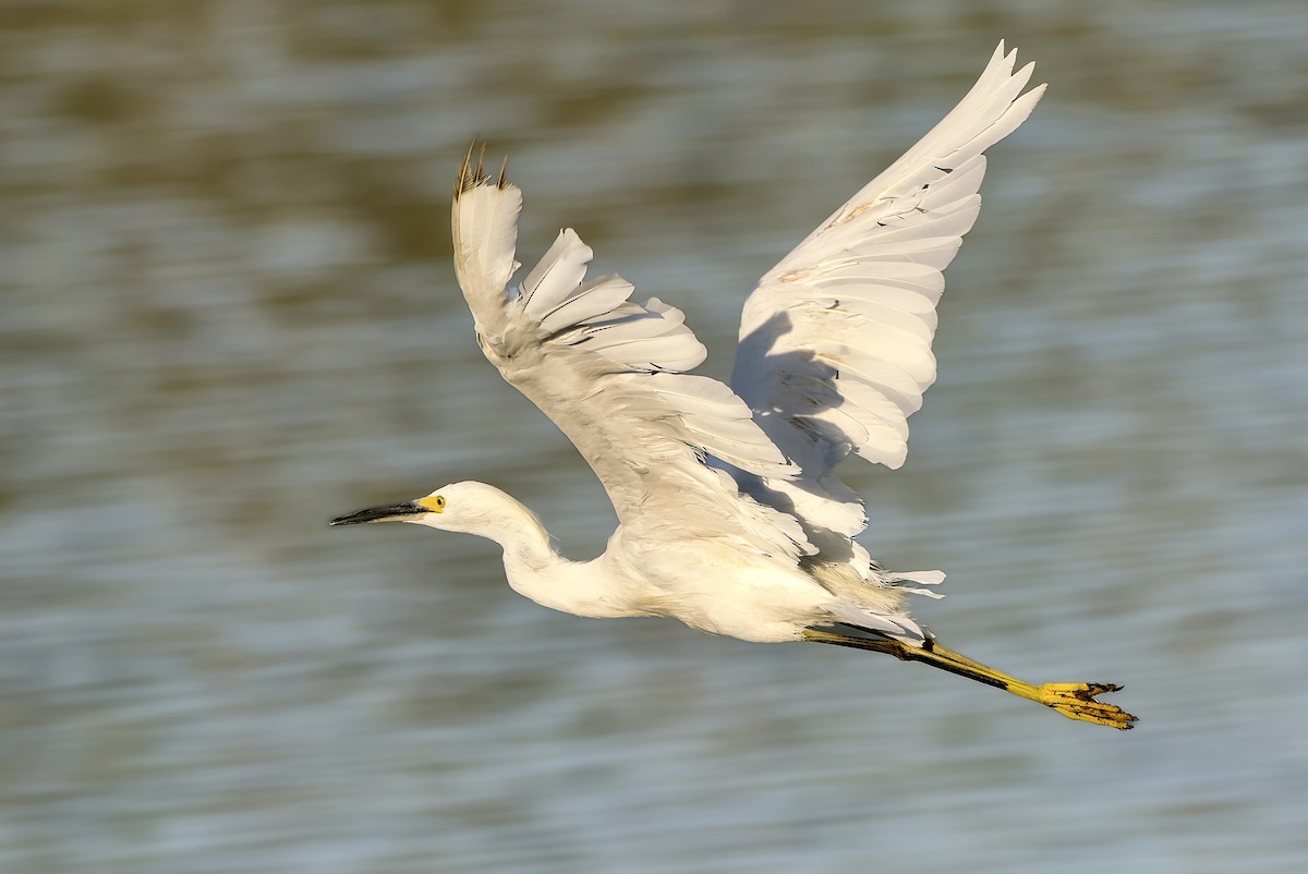 Snowy Egret - ML641362450