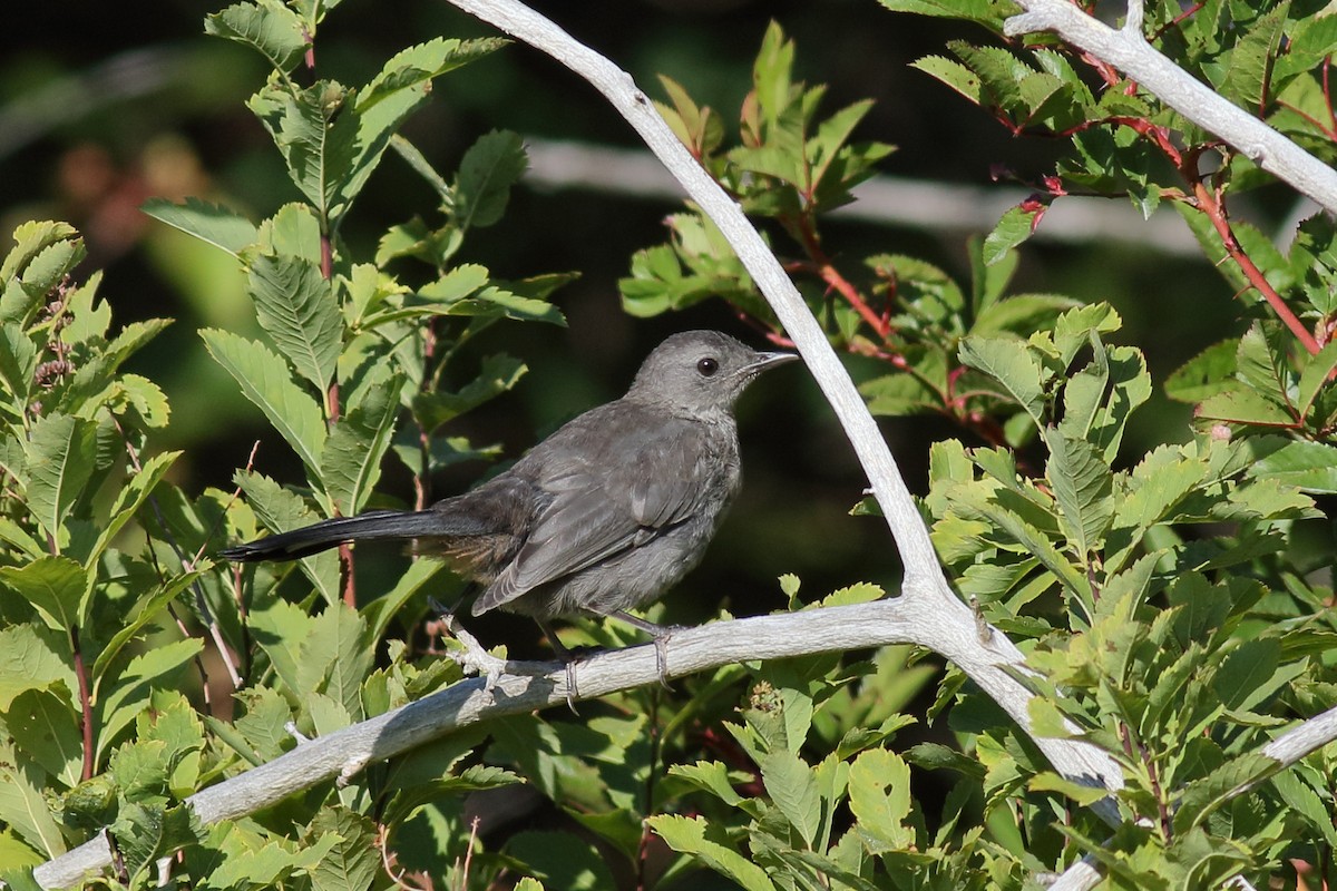kattespottefugl - ML641362504