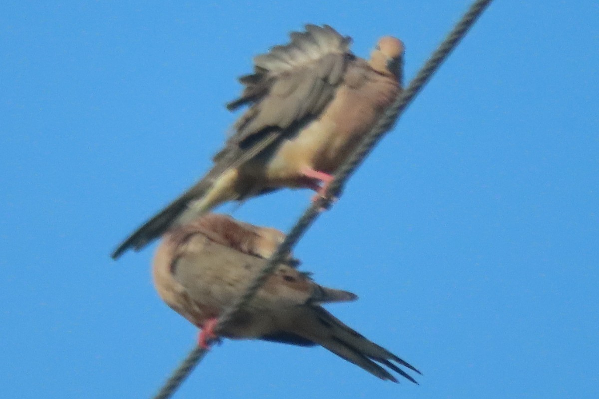Mourning Dove - ML641362509