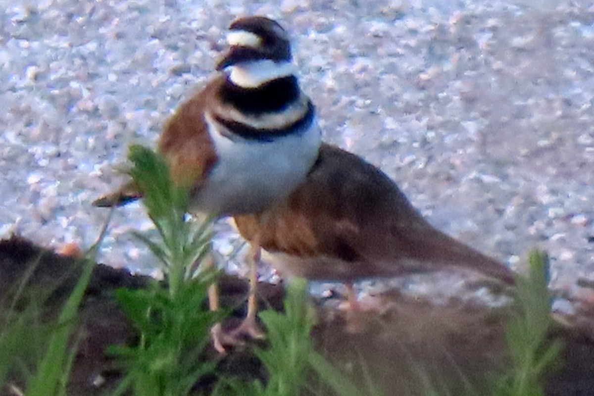 Killdeer - ML641362520