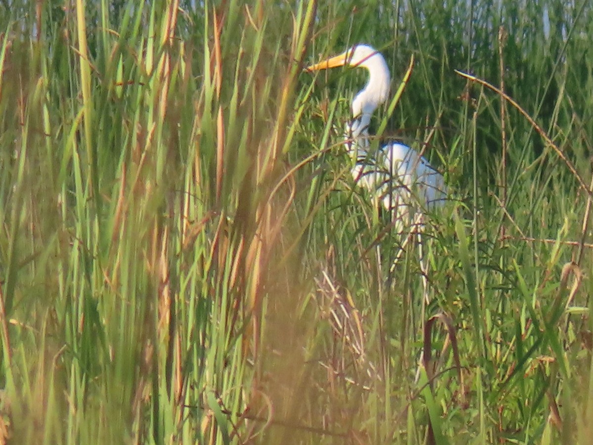 Great Egret - ML641362527