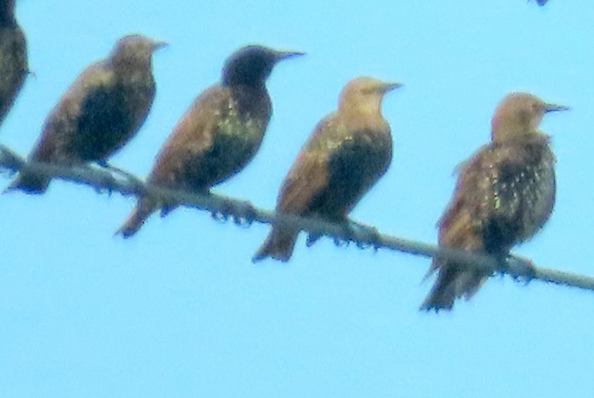 European Starling - ML641362539