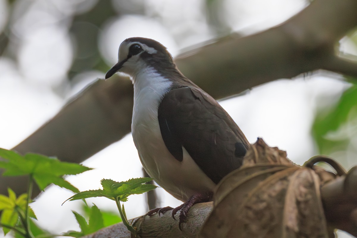 Tambourine Dove - ML641362540