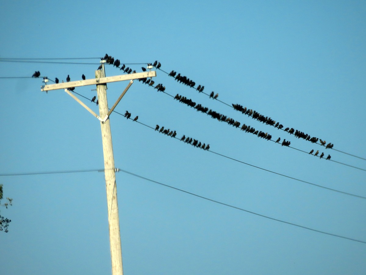 European Starling - ML641362542