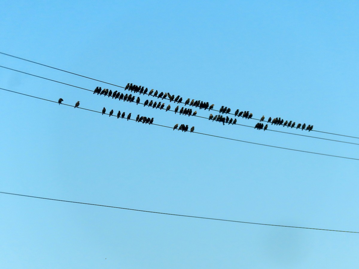 European Starling - ML641362544