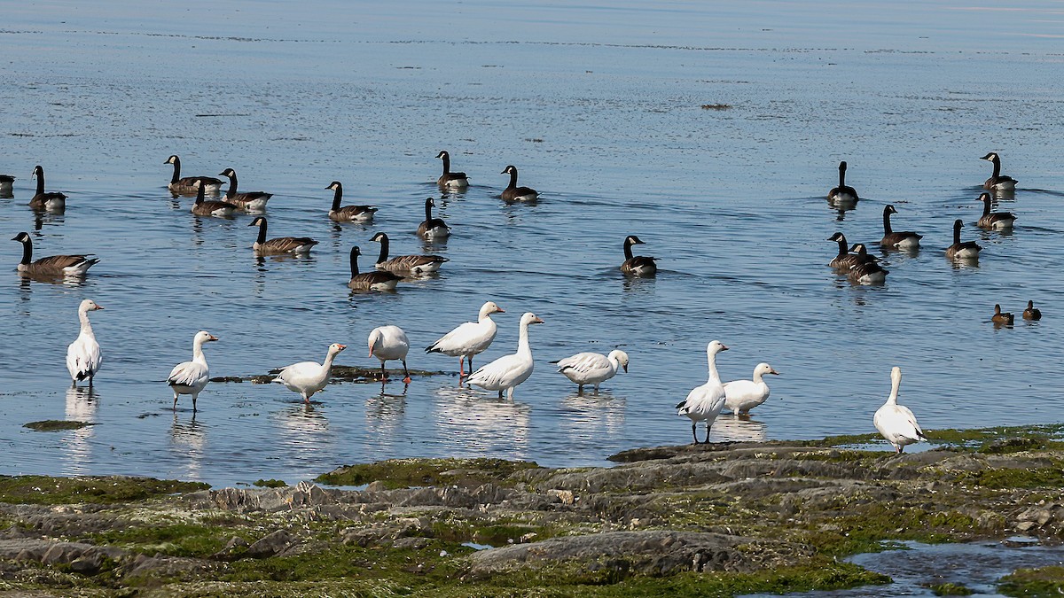 Snow Goose - ML641362606