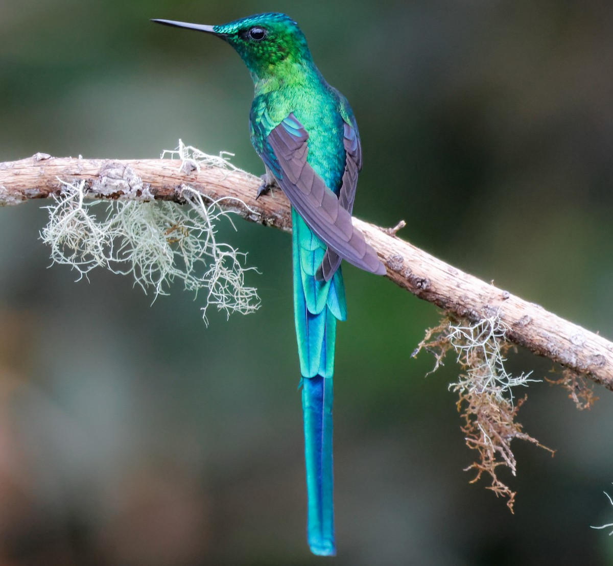 Long-tailed Sylph - ML641362635