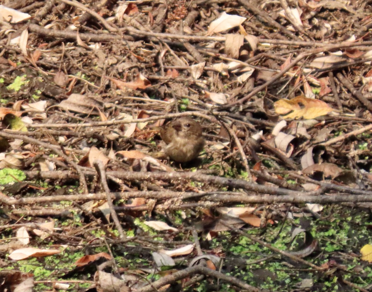 Purple Finch - ML641362639