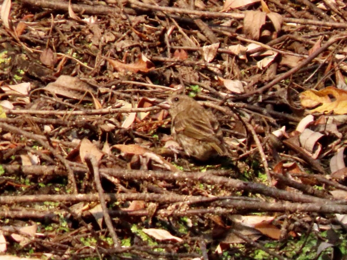 Purple Finch - ML641362640