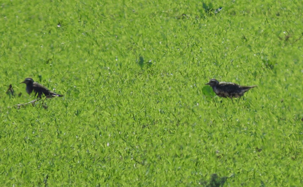 American Golden-Plover - ML641362675