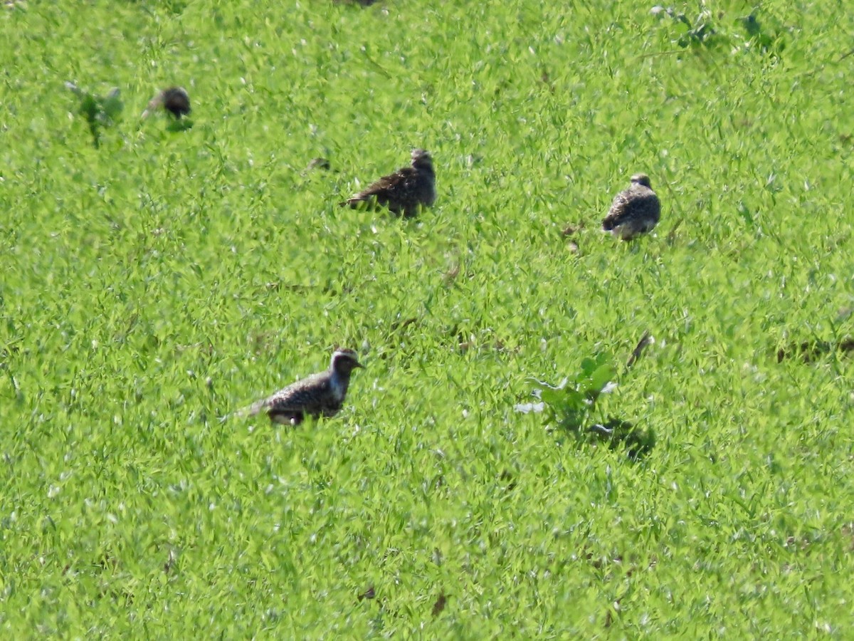 American Golden-Plover - ML641362676