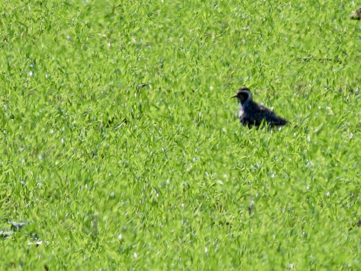 American Golden-Plover - ML641362677