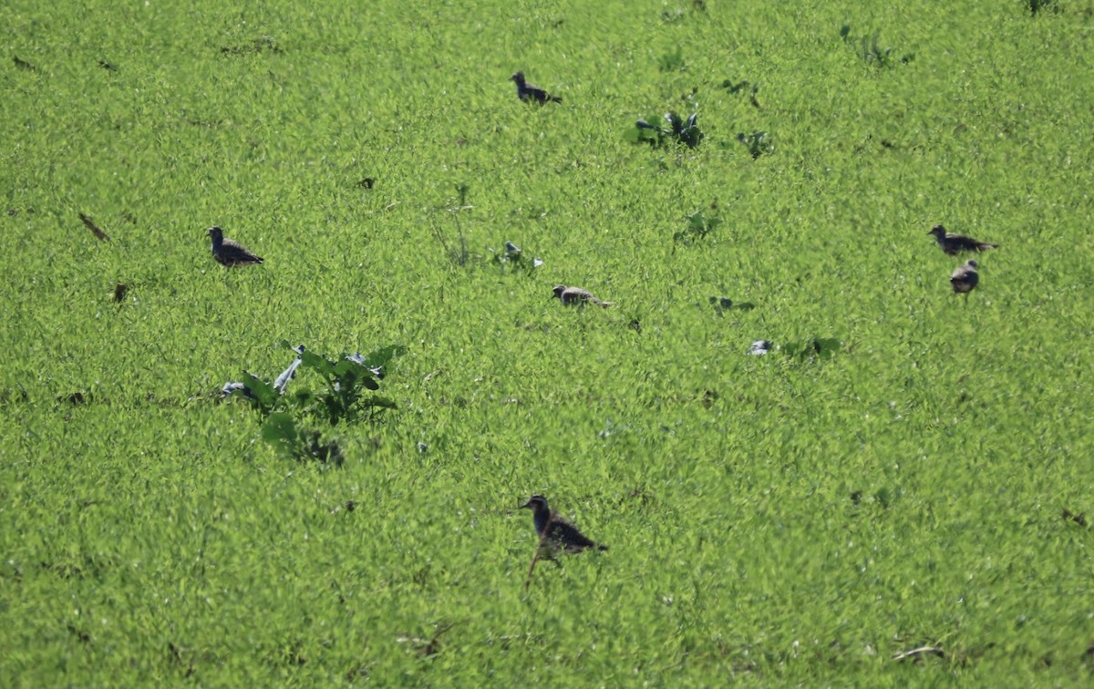 American Golden-Plover - ML641362678