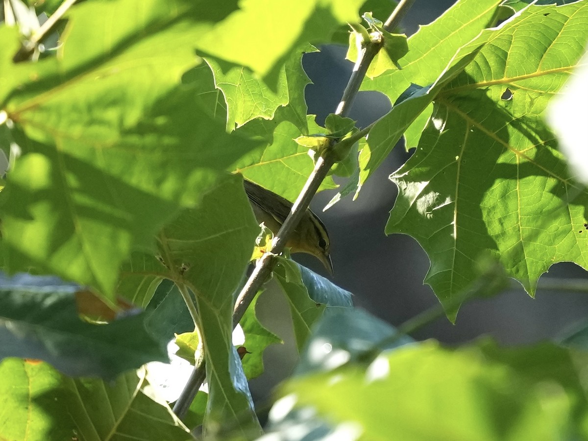 Worm-eating Warbler - ML641362701