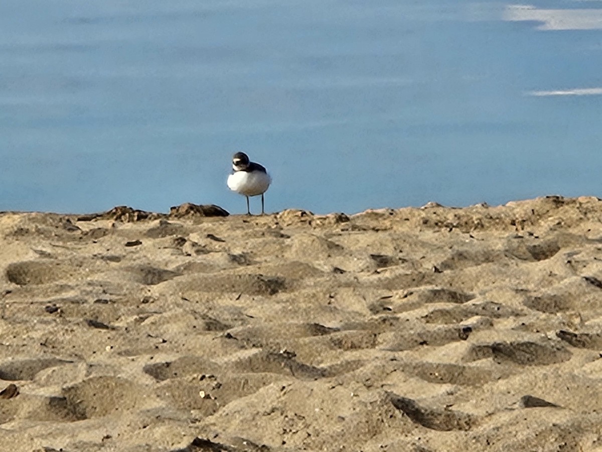 Semipalmated Plover - ML641362711