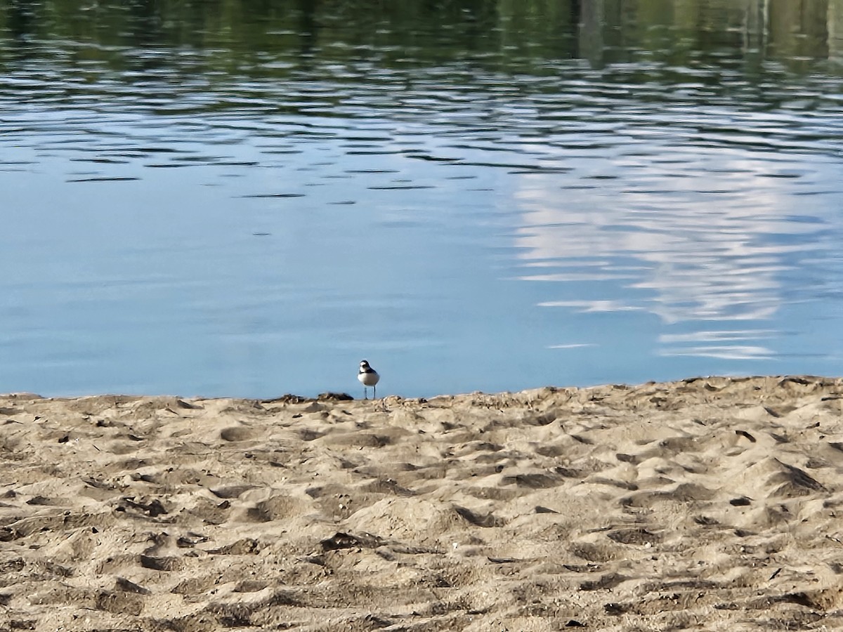 Semipalmated Plover - ML641362712
