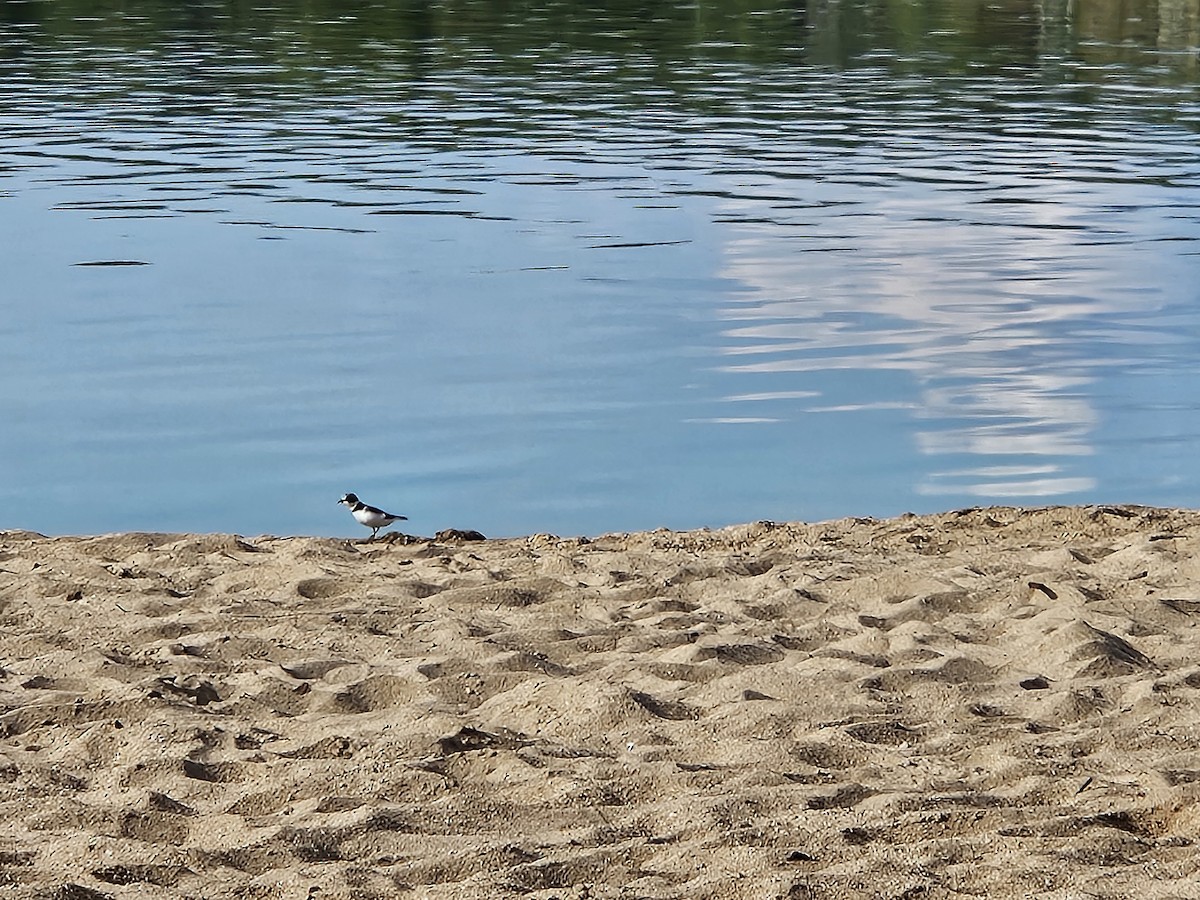 Semipalmated Plover - ML641362713