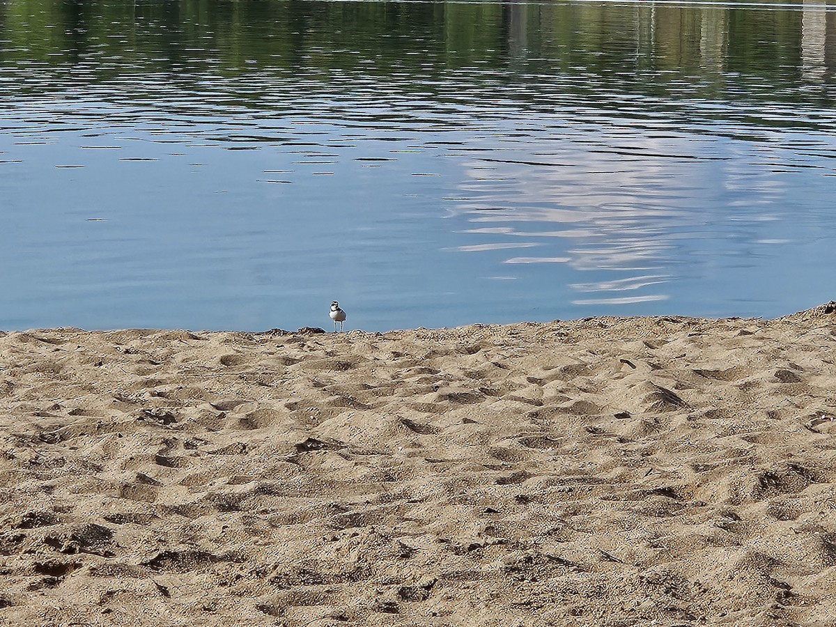 Semipalmated Plover - ML641362714