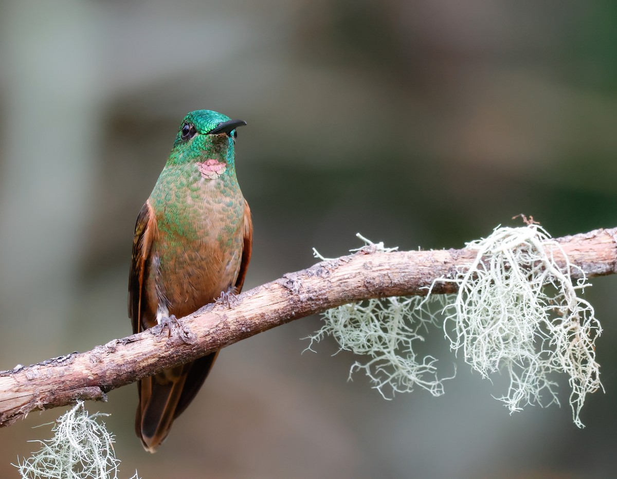 Fawn-breasted Brilliant - ML641362728