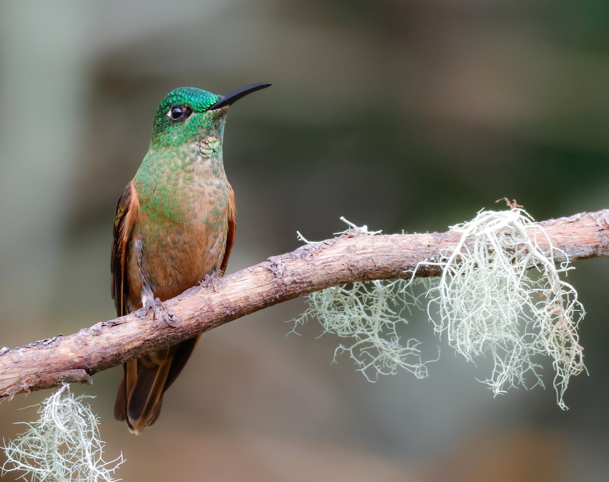 Fawn-breasted Brilliant - ML641362729