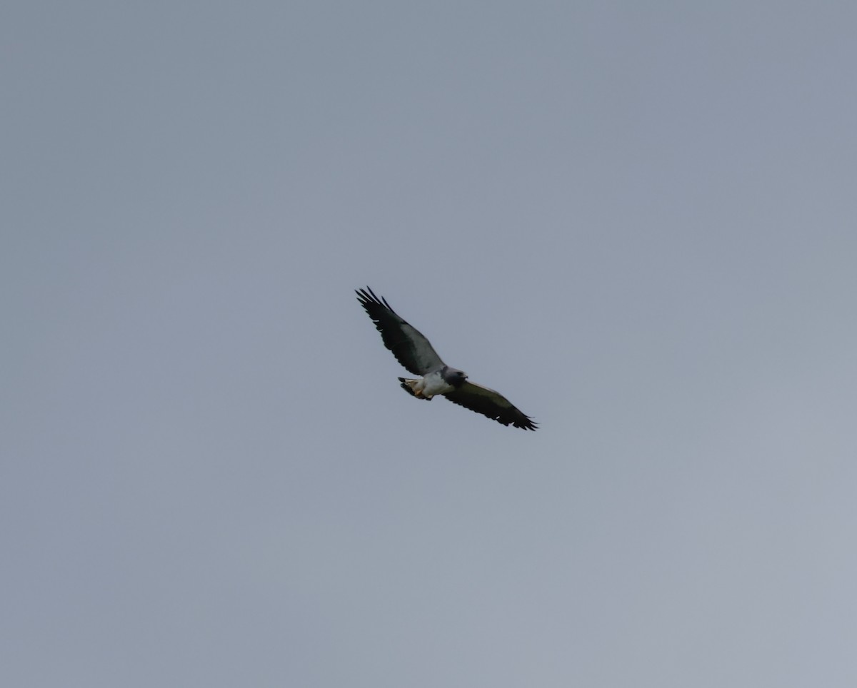 Variable Hawk - ML641362737