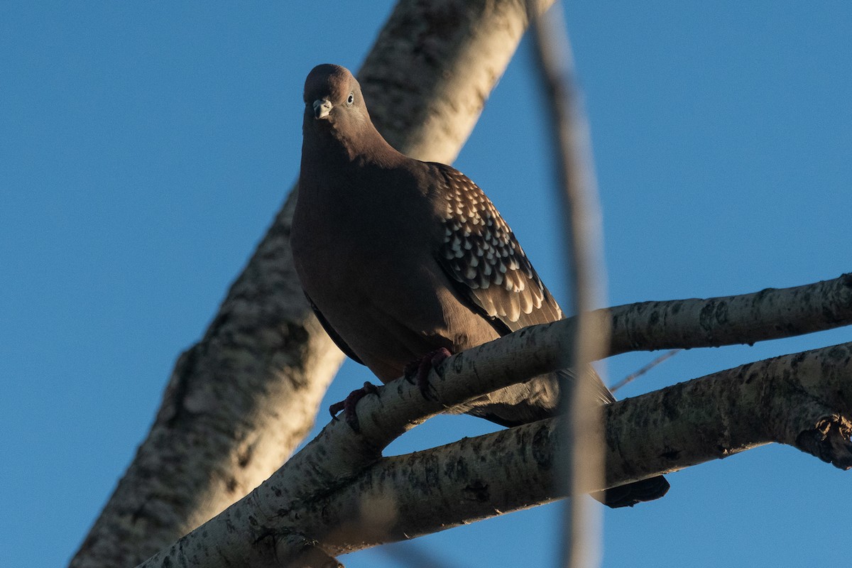 Spot-winged Pigeon - ML641362743
