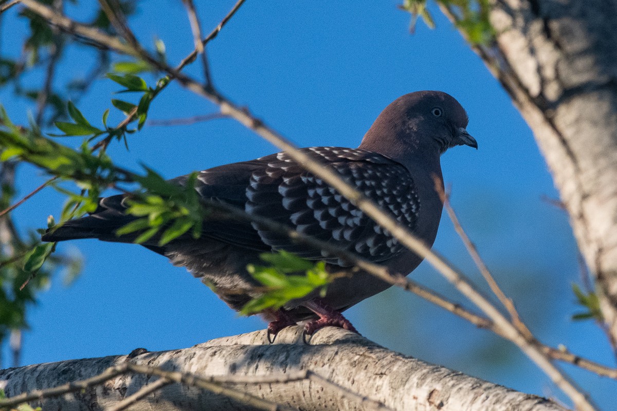 Spot-winged Pigeon - ML641362744