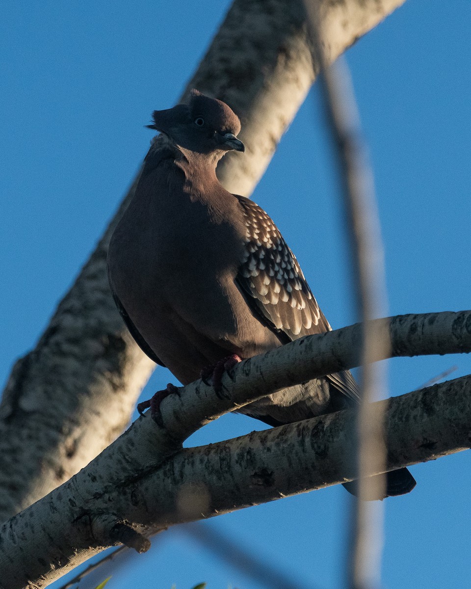 Spot-winged Pigeon - ML641362745