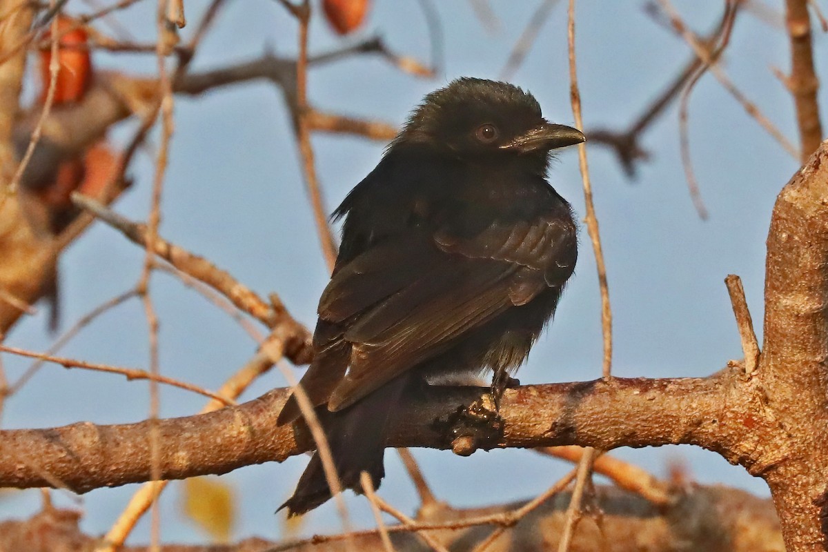 Fork-tailed Drongo - ML641362746
