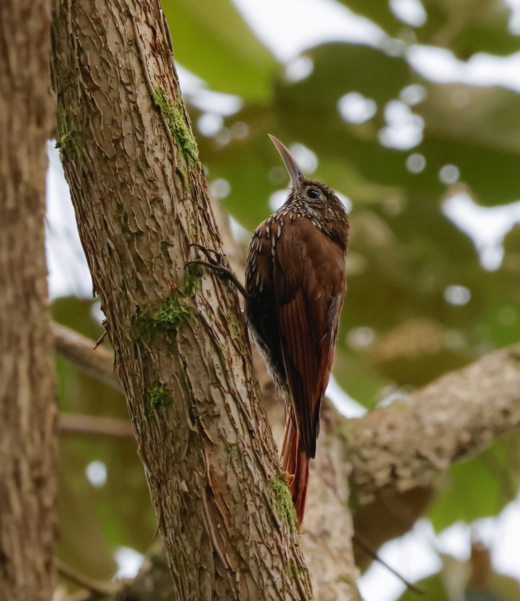 Montane Woodcreeper - ML641362754