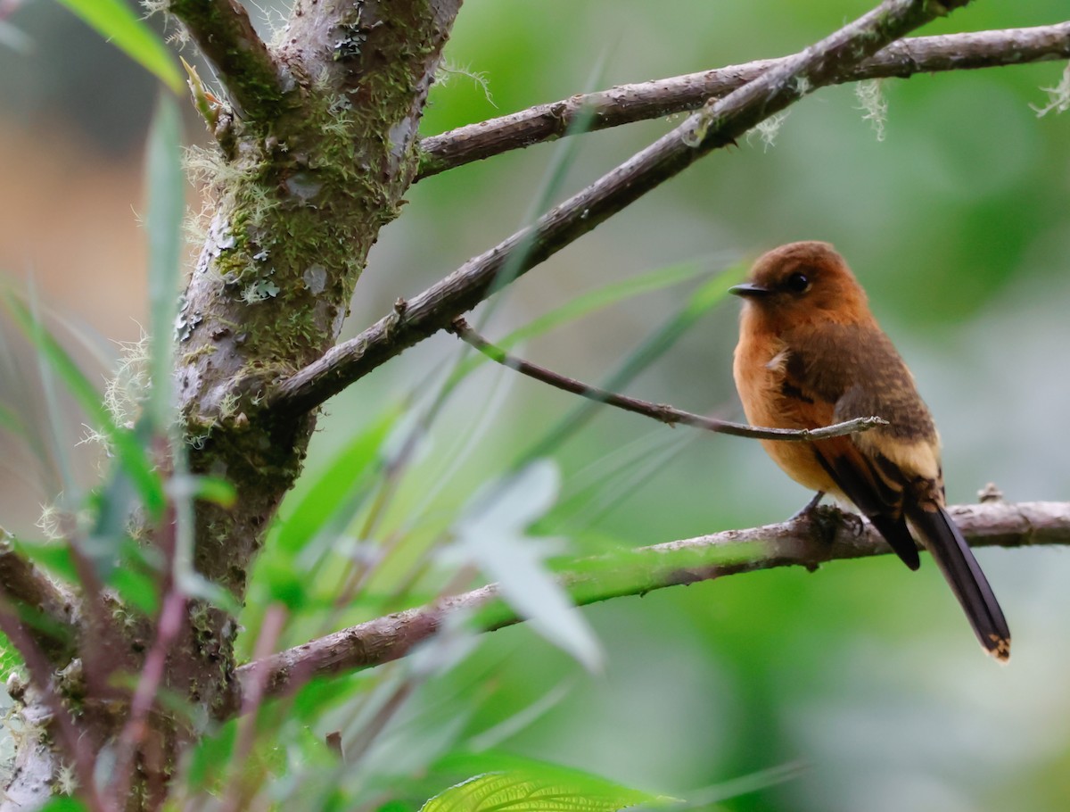 Cinnamon Flycatcher - ML641362765
