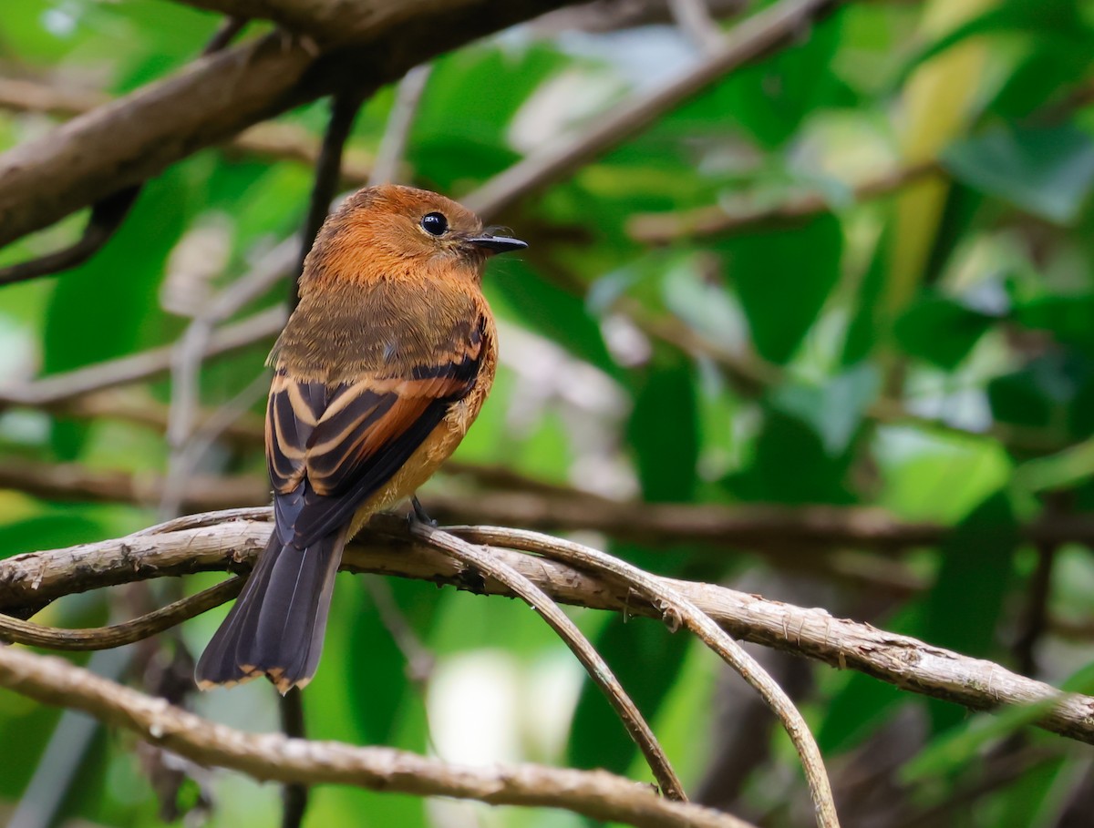 Cinnamon Flycatcher - ML641362766