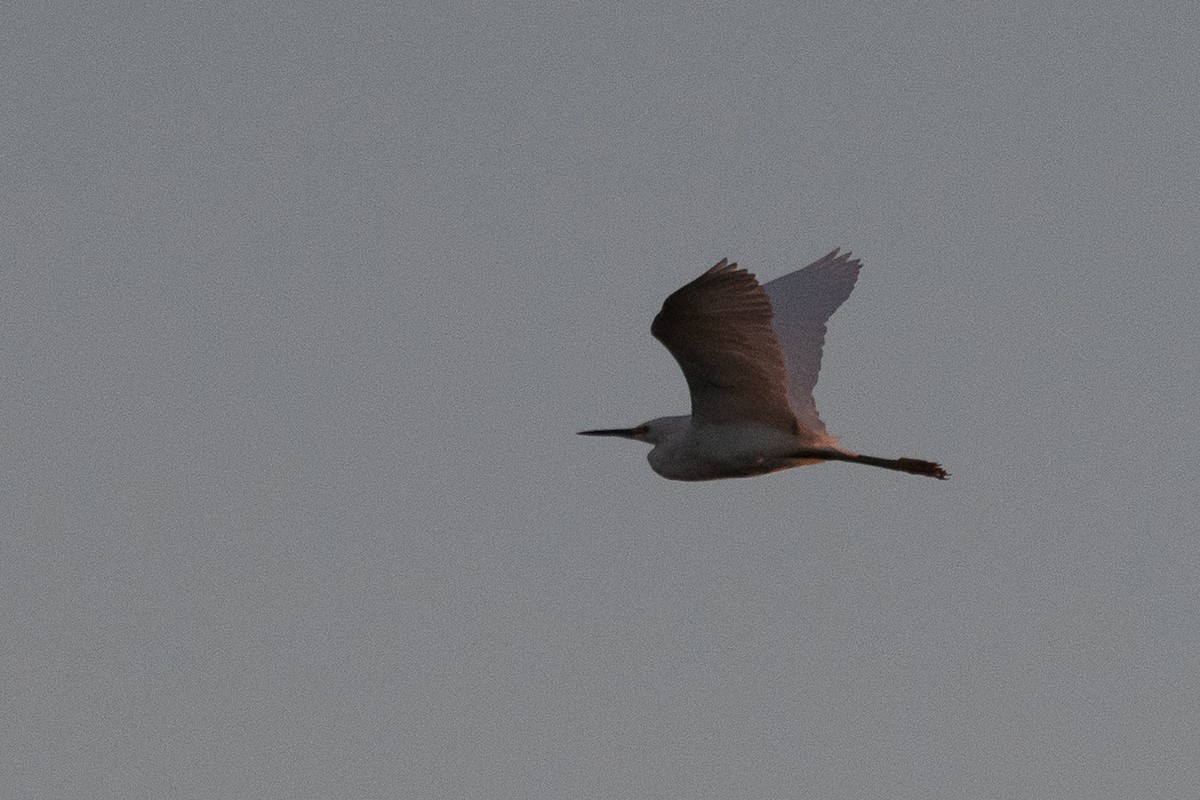 Snowy Egret - ML641362774