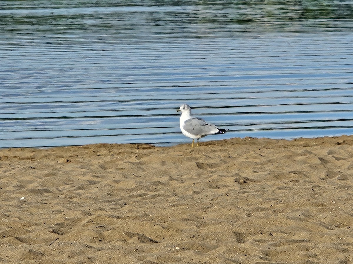 Ring-billed Gull - ML641362775