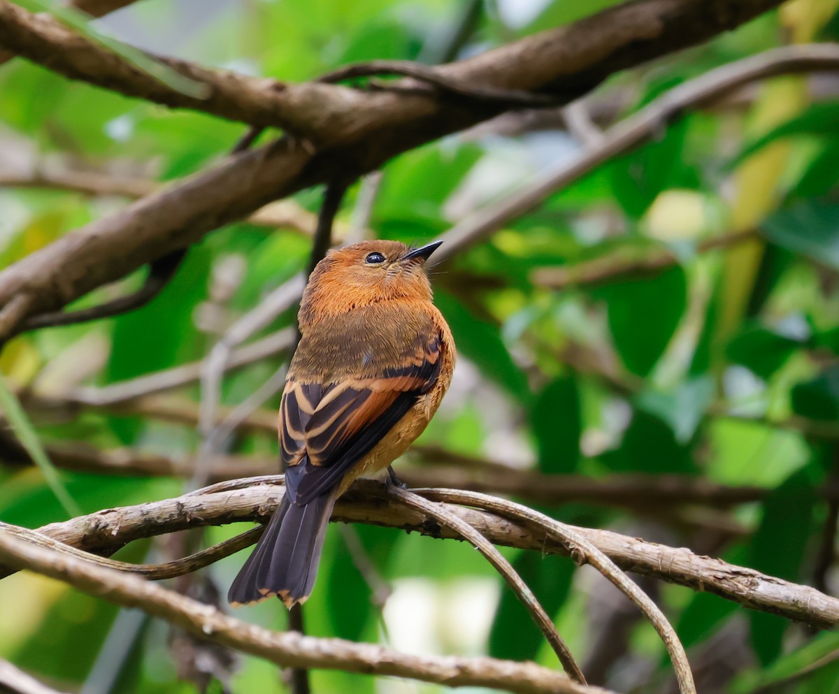 Cinnamon Flycatcher - ML641362790