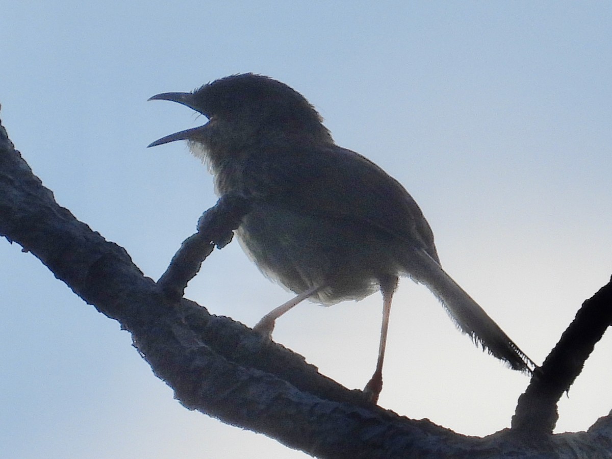 Himalayan Prinia - ML641362824