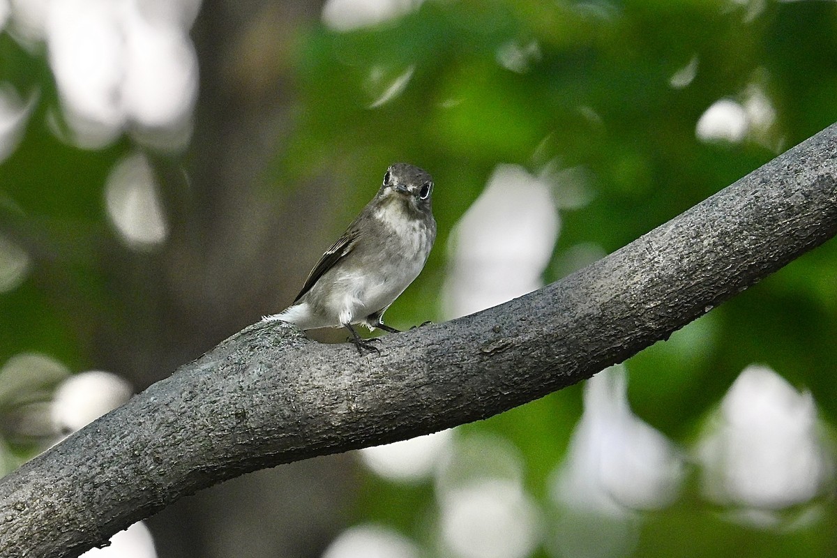 Asian Brown Flycatcher - ML641362825