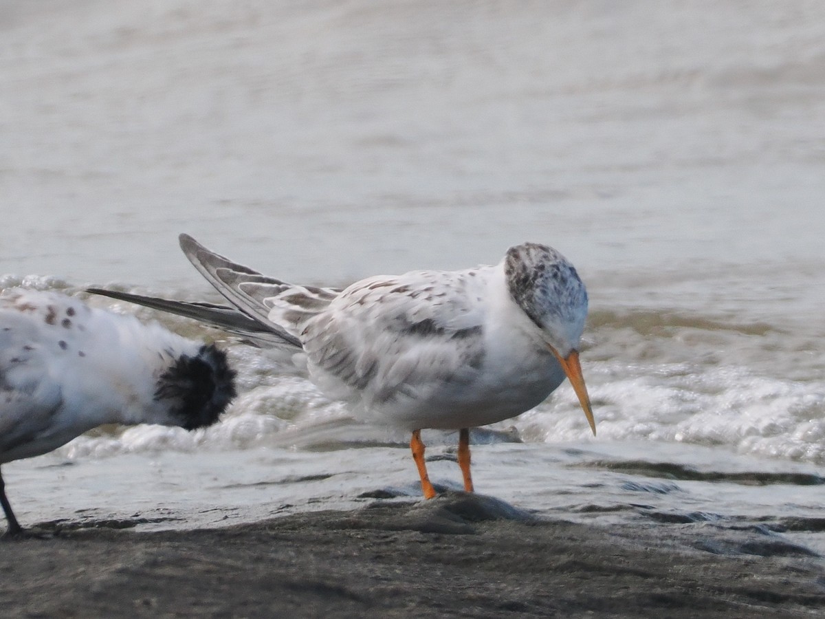 tern sp. - ML641362843