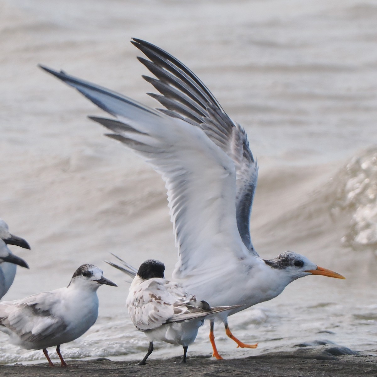 tern sp. - ML641362844