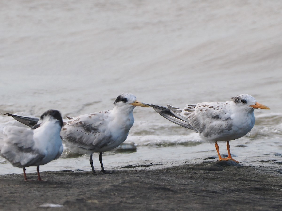 tern sp. - ML641362845