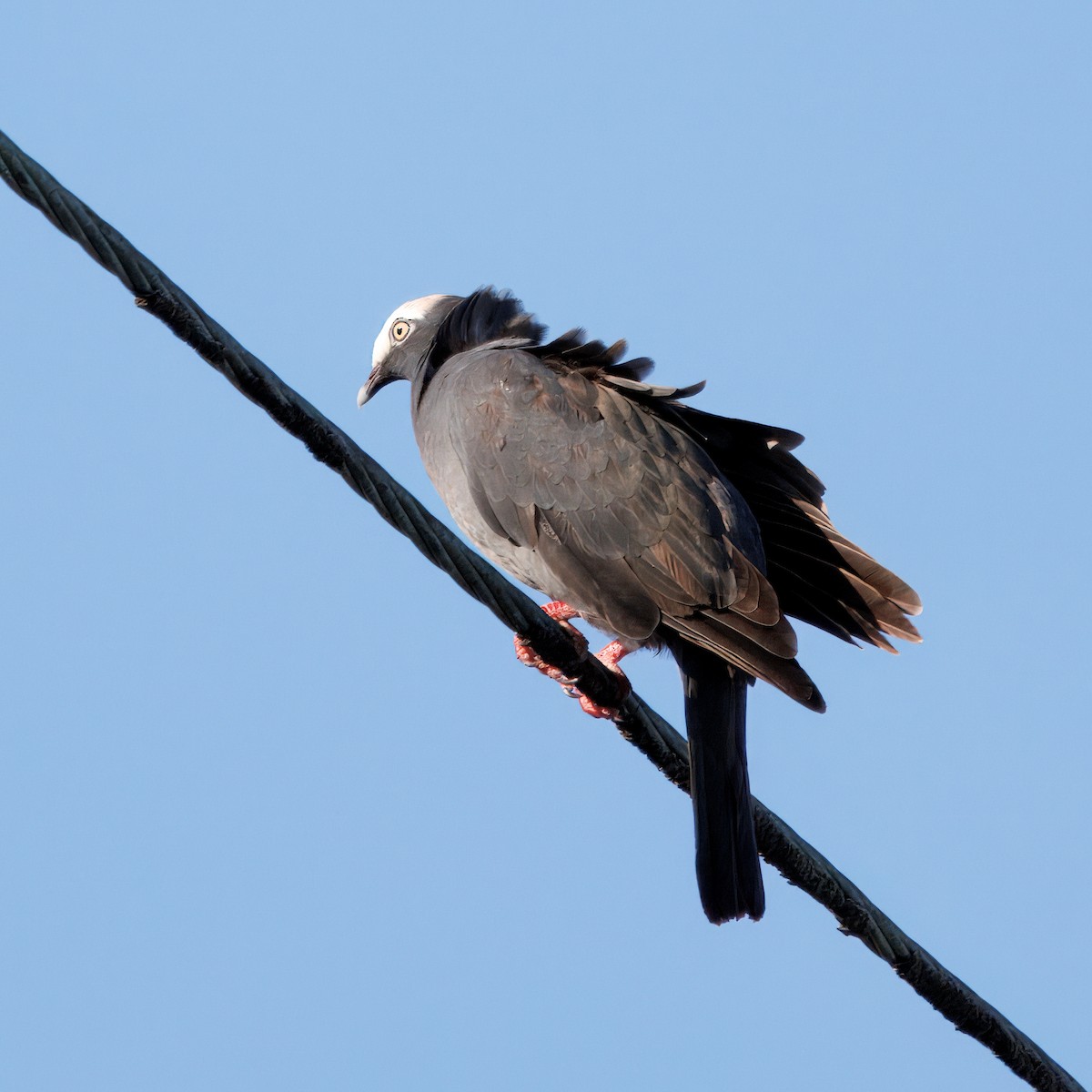 White-crowned Pigeon - ML641362846