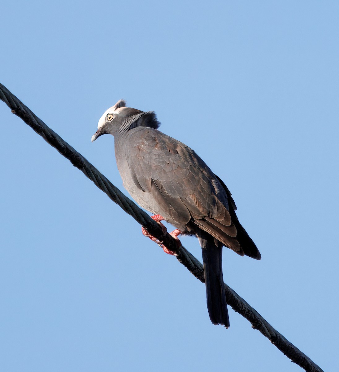 White-crowned Pigeon - ML641362847