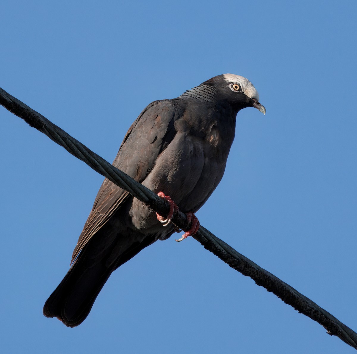 White-crowned Pigeon - ML641362848