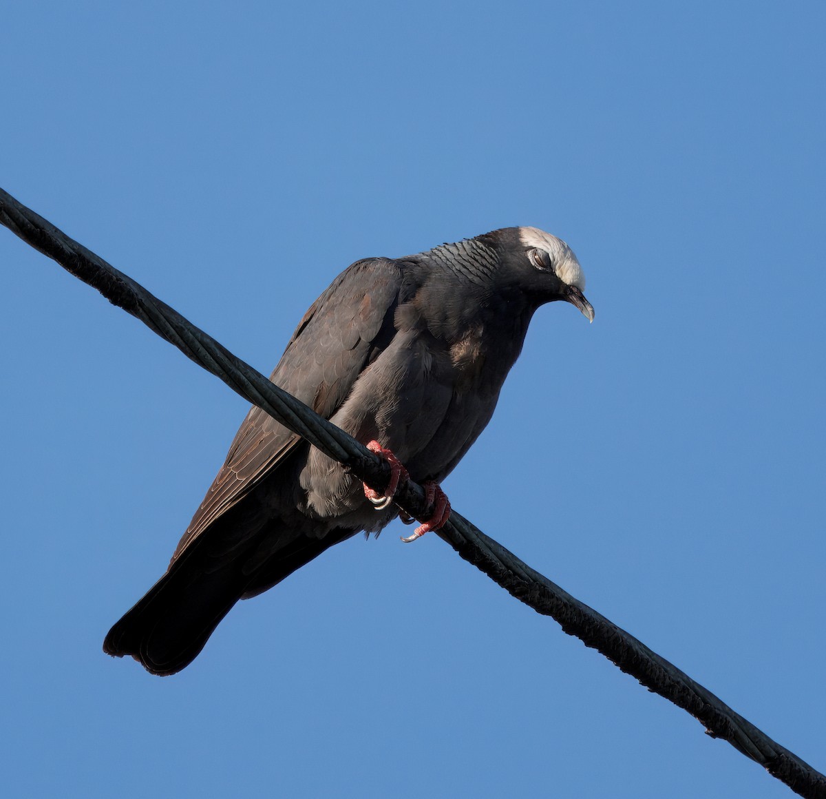White-crowned Pigeon - ML641362849
