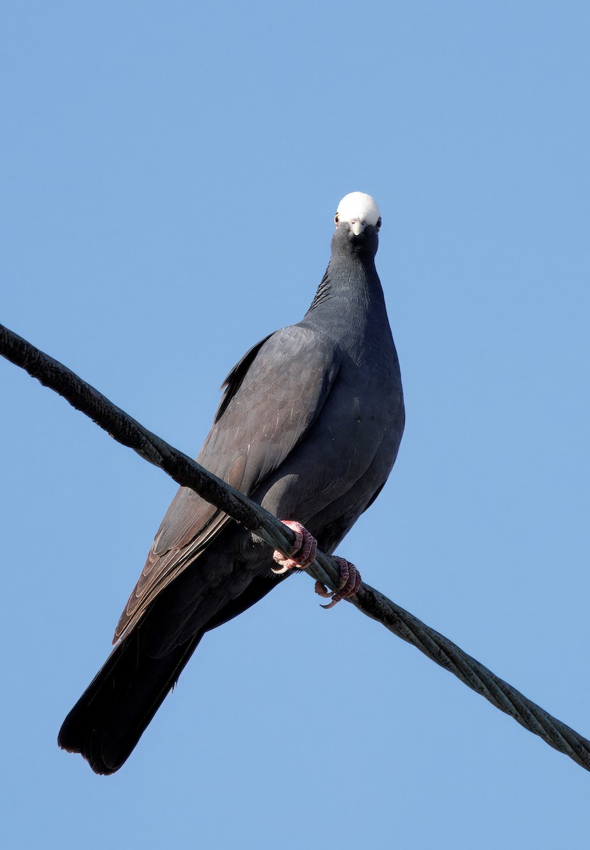 White-crowned Pigeon - ML641362850